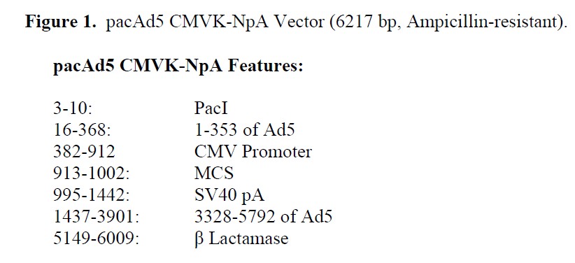 pacAd5 CMVK-NpA载体特征